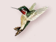 animated hummingbird